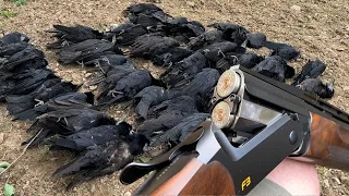 Crow Shooting in EXTREME Wind!! These were REALLY Hard to Shoot! Pest Control | Crop Protection