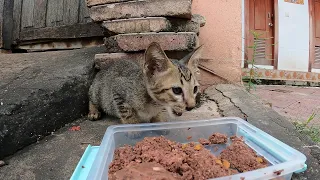 This kitten stay at poor home so hungry