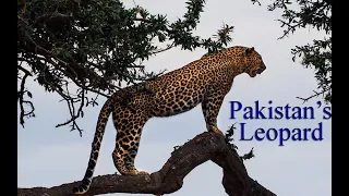 leopard of Pakistan: (Documentary Part:1)