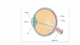 Openstax Psychology:  Sensation and Perception - Vision