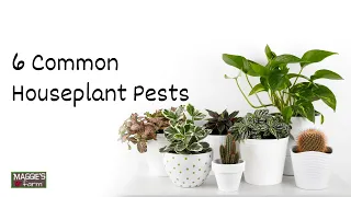 6 Common Houseplant Pests | Ep. 8 (Gardening Series)