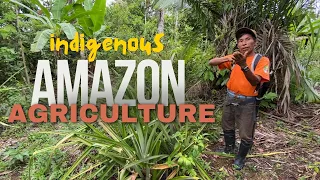 Enter the Chagra - Ticuna Indigenous Guide shows us Farming in the Amazon rainforest