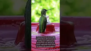 Hummingbirds Unknown Facts #shorts #hummingbird #nature  #animals #wildlife #animalfacts