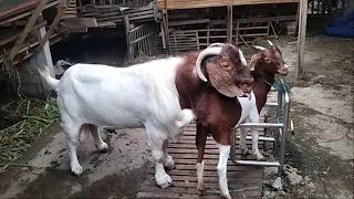 The biggest boer goat crosses with young goat in village farm