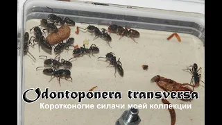 Odontoponera Transversa, коротконогие силачи моей коллекции / перезагрузка канала