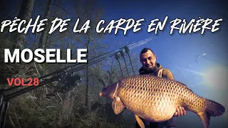 Pêche de la carpe en rivière VOL28