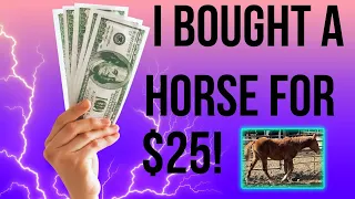 I bought a horse at auction for $25!