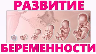 РАЗВИТИЕ ПЛОДА ПО НЕДЕЛЯМ БЕРЕМЕННОСТИ | Основные стадии формирования ребенка в животе у мамы