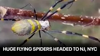 Huge, venomous flying spiders headed to the northeast: Everything you need to know