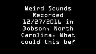 Bigfoot Sounds? Freaky!