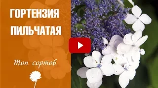 Гортензия пильчатая 🌺 Обзор лучших сортов от эксперта Хитсад