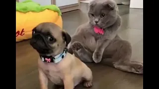 Videos de risa de perros y gatos