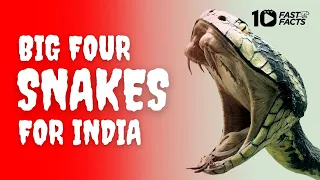 Big Four Snakes for India