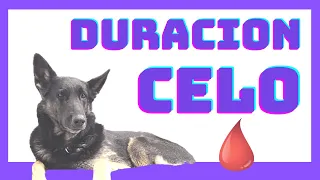 ♥️♥️¿CUANTOS  Dias🩸 DURA el  SANGRADO de mi 🐕‍🦺 PERRA en CELO?CUANTOS dias SANGRA una PERRA en CELO