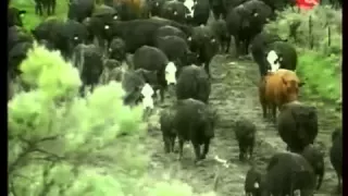Мясное скотоводство США