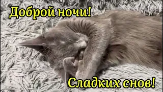 Котёнок Спит! 😍✨🥰Доброй Ночи Сладких Снов! 😴 ✨#shorts