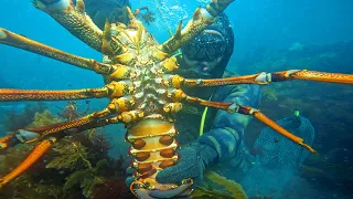 Hand-catching the world's biggest lobsters in Australia!