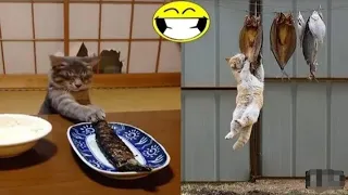 🔴Thief Cats & Cats Trial With Fish & funniest cat videos😹