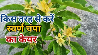 सोन चंपा को गमले में कैसे लगाएं और ढेर सारा फूल पाएं Swarna Champa Care सुगंधित फूल भारत का
