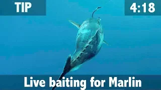 Live baiting for Marlin