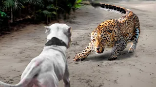Не Предсказуемая Встреча Леопарда С Псом! Редкие Сражения Животных , Снятые на Камеру