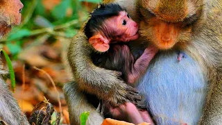 The heartwarming journey of a newborn baby monkey  with mother monkey.