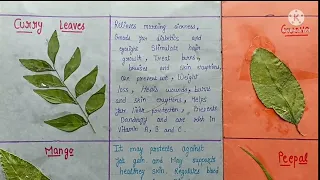 Leaves and their benefits/Science Project🌿☘️🌱#science_project #science  @shraddhasmarteducation9327