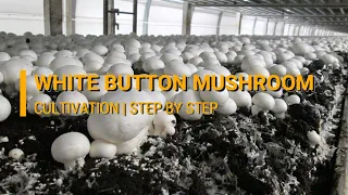 White Button Mushroom Cultivation (Agaricus bisporus) - DMR Solan