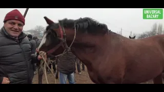 НООКАТ ЖЫЛКЫ БАЗАРЫ УКМУШ КЫЗЫДЫ пай пай пай 5-Декабря