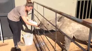 Adorable Orphaned Rhino Calf Drinks Milk