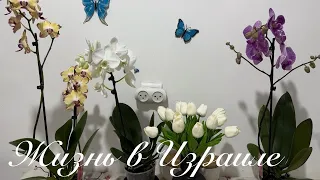 VLOG:Новые цветы//Продукты и подарки к празднику//Борьба за чистоту в больнице)))