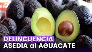 CRIMEN ORGANIZADO pone en RIESGO la COMERCIALIZACIÓN del AGUACATE MICHOACANO