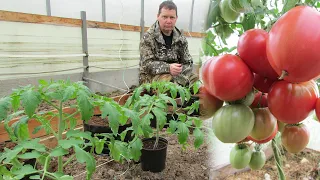 Хочу ранний урожай томатов, что делать