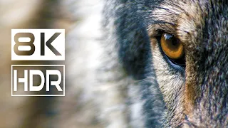 WOLVES: 8K ULTRA HD HDR WILD ANIMALS