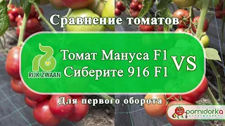 Сравнение томатов  Мануса F1 VS Сиберите 916 F1