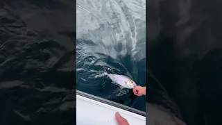 Rilascio ricciola pescata a traina by SeaQuake Insane Fishing