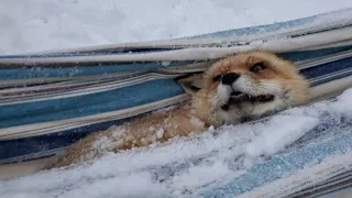 I put Finnegan Fox in a hammock!