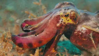 Flamboyant Cuttlefish Flamboyance