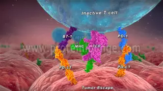 Anti–PD-1/PD-L1 therapy of human cancer
