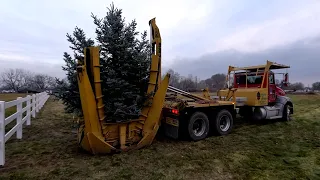 Installing & Moving Big Trees in the Garden! 🌲🌲🌲 // Garden Answer