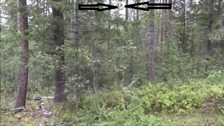 Bigfoot accidentally filmed in tree, in (HI DEF) hoax video.