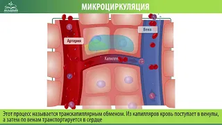 Микроциркуляция