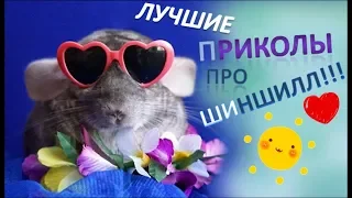 Лучшие приколы про ШИНШИЛЛ! Смешные ШИНШИЛЛЫ! Funny chinchillas❤#1