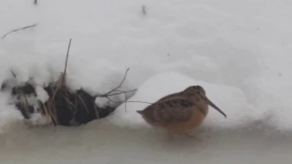 American Woodcock dancing in the snow
