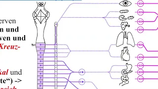 Autonomes Nervensystem 1 - Überblick peripheres NS: somatisch, vegetativ = autonom und enterisch