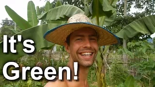 25 Jackfruit Trees (Vegan Camp Update August 2017)