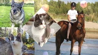 PÄIVÄ OIKEALLA TALLILLA JA MEIDÄN LEMMIKIT🐎🐈🐕