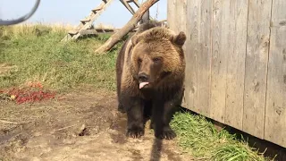 Объевшийся медведь выбирает виноград