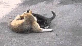 Кошка пристаёт к собаке. cat and dog