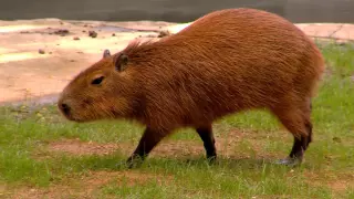 Capybara World's Largest Rodent - Cincinnati Zoo